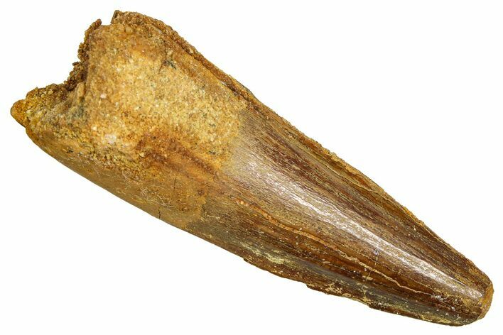 Fossil Spinosaurus Tooth - Feeding Worn Tooth #370742